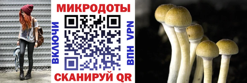 что такое наркотик  Лениногорск  кракен tor  Галлюциногенные грибы Psilocybe 